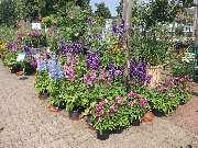 Gärtnerei Aeschlimann - GALLERY