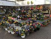 Gärtnerei Aeschlimann - GALLERY