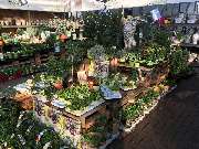 Gärtnerei Aeschlimann - GALLERY