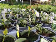 Gärtnerei Aeschlimann - GALLERY