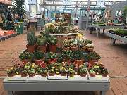 Gärtnerei Aeschlimann - GALLERY