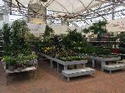 Gärtnerei Aeschlimann - GALLERY