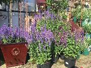 Gärtnerei Aeschlimann - GALLERY