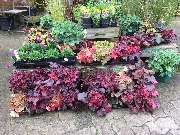 Gärtnerei Aeschlimann - GALLERY