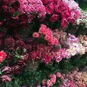 Gärtnerei Aeschlimann - GALLERY