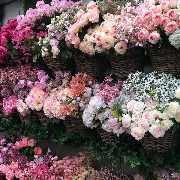 Gärtnerei Aeschlimann - GALLERY