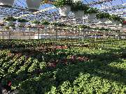 Gärtnerei Aeschlimann - GALLERY