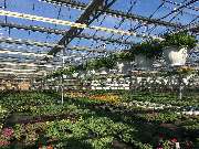 Gärtnerei Aeschlimann - GALLERY