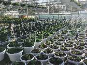 Gärtnerei Aeschlimann - GALLERY