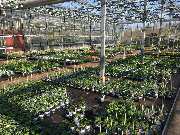 Gärtnerei Aeschlimann - GALLERY