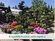 Gärtnerei & Baumschule Irrling - 9