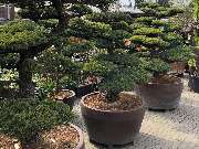 Gärtnerei & Baumschule Irrling - GALLERY