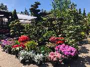 Gärtnerei & Baumschule Irrling - GALLERY