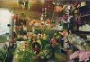 Gärtnerei Constantinescu - GALLERY