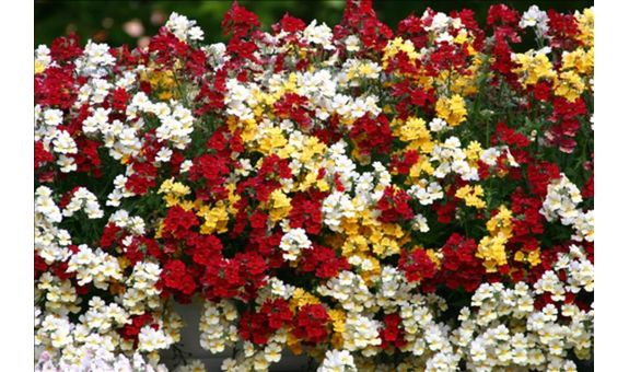 Gärtnerei Gammanick GbR - GALLERY