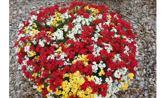 Gärtnerei Gammanick GbR - GALLERY