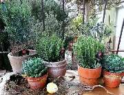 Gärtnerei Gerhard Keller - GALLERY