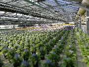 Gärtnerei Gerhardt - GALLERY