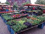 Gärtnerei Gerhardt - GALLERY