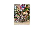 Bild von Gärtnerei Gruschwitz Blumenpavillon in Neustadt - 6