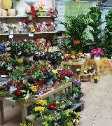 Gärtnerei Huber Pfedelbach - GALLERY