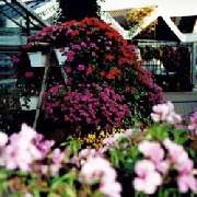 Gärtnerei Lange - GALLERY
