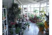 Gärtnerei Lein - GALLERY