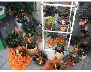 Gärtnerei Lein - GALLERY