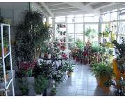 Gärtnerei Lein - GALLERY