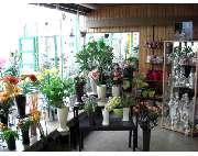 Gärtnerei Lein - GALLERY