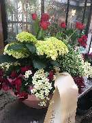 Gärtnerei Moser - GALLERY