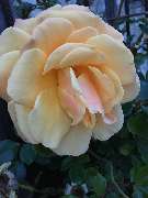 Gärtnerei Moser - GALLERY