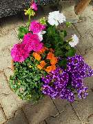 Gärtnerei Pitterle - GALLERY