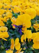 Gärtnerei Pitterle - GALLERY