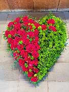 Gärtnerei Pitterle - GALLERY