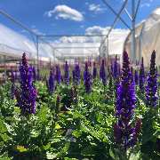 Gärtnerei Schlegel Hinterholz - GALLERY