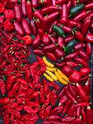 Gärtnerei Schlegel Hinterholz - GALLERY