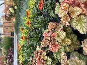 Gärtnerei Schlegel Hinterholz - GALLERY