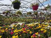 Gärtnerei Schliebener eGbR - GALLERY