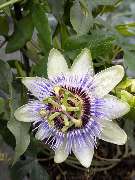 Gärtnerei Siegl GbR | Gärtnerei Pfaffenhofen - GALLERY