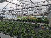 Gärtnerei Siegl GbR | Gärtnerei Pfaffenhofen - GALLERY