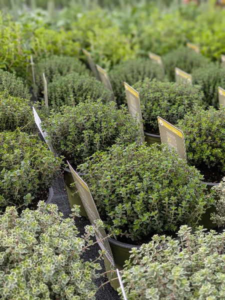 Gärtnerei Siegl GbR | Gärtnerei Pfaffenhofen - GAL …