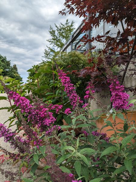 Gärtnerei Siegl GbR | Gärtnerei Pfaffenhofen - GAL …