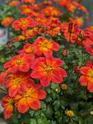 Gärtnerei Siegl GbR | Gärtnerei Pfaffenhofen - GALLERY