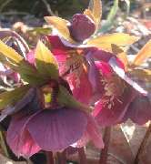 Gärtnerei StaudenSpatz - GALLERY