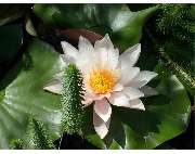 Gärtnerei Tittel - GALLERY