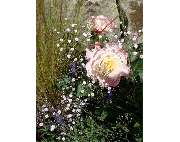 Gärtnerei Tittel - GALLERY