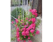 Gärtnerei Tittel - GALLERY