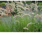 Gärtnerei Tittel - GALLERY