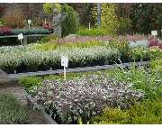 Gärtnerei Tittel - GALLERY